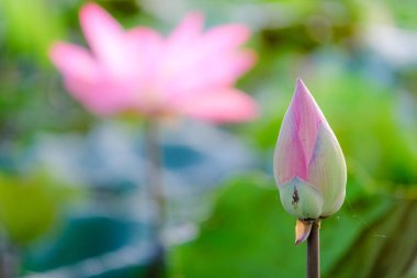 Taze pembe lotus çiçeği. Lisanslı yüksek kaliteli ücretsiz stok görüntüsü güzel pembe lotus çiçeği. Arka plan pembe lotus çiçek ve sarı lotus tomurcuk içinde bir su birikintisi var. Barış sahne bir kırsal kesimde