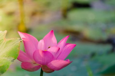 Taze pembe lotus çiçeği. Lisanslı yüksek kaliteli ücretsiz stok görüntüsü güzel pembe lotus çiçeği. Arka plan pembe lotus çiçek ve sarı lotus tomurcuk içinde bir su birikintisi var. Barış sahne bir kırsal kesimde