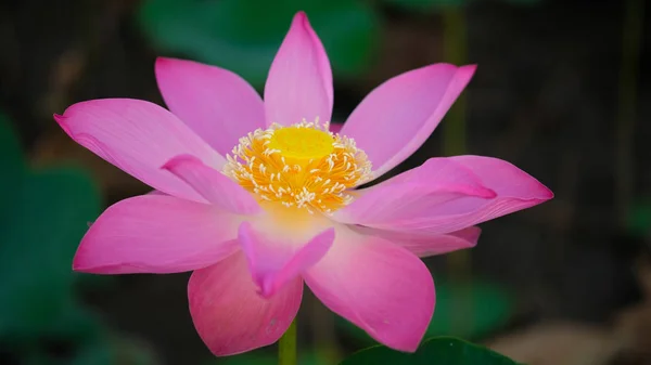 Macro photo of pink lotus flower. Close up photo of a beautiful pink lotus flower with copy space for text or advertising. The background is the pink lotus flowers and yellow lotus bud in a pond