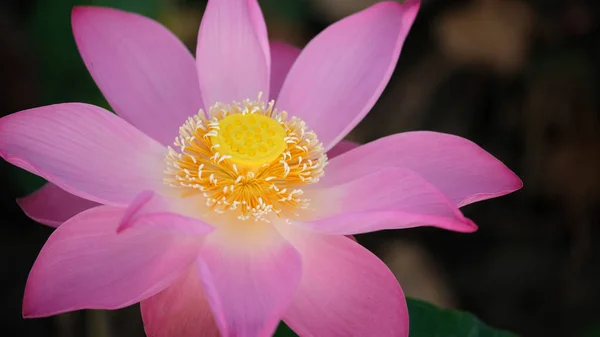 Macro photo of pink lotus flower. Close up photo of a beautiful pink lotus flower with copy space for text or advertising. The background is the pink lotus flowers and yellow lotus bud in a pond