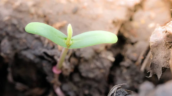 Agricultura Plântula Árvore Conceito Com Macro Foto Plântula Árvore Royalty — Fotografia de Stock