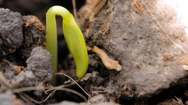 Agriculture and seedling tree concept with macro photo of seedling tree. Royalty high quality free stock image of close up seedling tree in sunlight