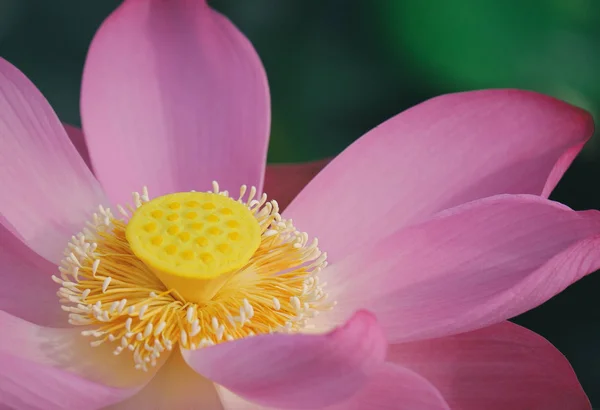 Macro photo of pink lotus flower. Close up photo of a beautiful pink lotus flower with copy space for text or advertising. The background is the pink lotus flowers and yellow lotus bud in a pond