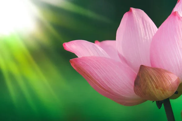 Frische Rosa Lotusblüte Lizenzgebühren Hohe Qualität Freies Aktienbild Einer Schönen — Stockfoto
