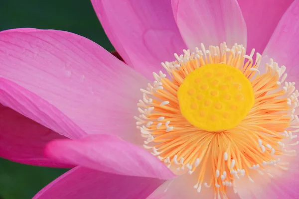 Fresh pink lotus flower. Close focus of a beautiful pink lotus flower ais blooming. The background is the pink lotus flowers and yellow lotus bud in a pond in sunshine