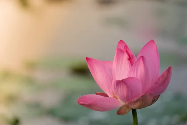 Taze pembe lotus çiçeği. Çiçek açan bir güzel pembe lotus çiçek AIS yakın odak. Pembe lotus çiçek ve sarı lotus tomurcuk içinde güneş ışığı bir su birikintisi arka plan olduğunu