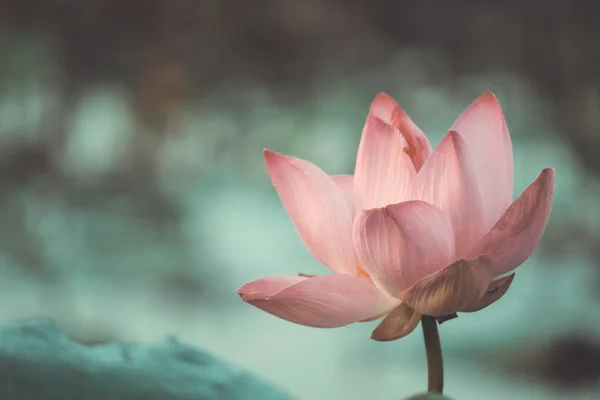 Frische Rosa Lotusblüte Nahaufnahme Einer Wunderschönen Rosafarbenen Lotusblume Mit Kopierraum — Stockfoto
