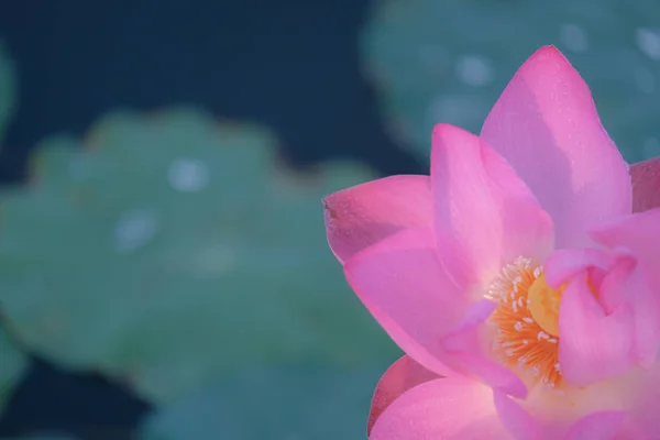 Macro photo of pink lotus flower. Close up photo of a beautiful pink lotus flower with copy space for text or advertising. The background is the pink lotus flowers and yellow lotus bud in a pond