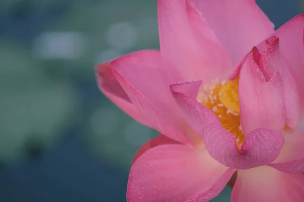 Fresh pink lotus flower. Royalty high quality free stock image of a beautiful pink lotus flower. The background is the pink lotus flowers and yellow lotus bud in a pond. Peace scene in a countryside