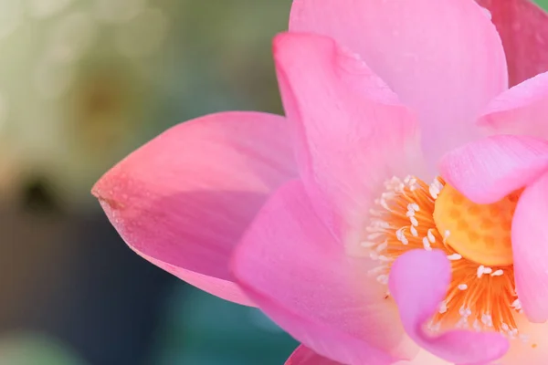 Fresh pink lotus flower. Royalty high-quality free stock image of a beautiful pink lotus flower. The background is the pink lotus flowers and yellow lotus bud in a pond. Peace scene in a countryside