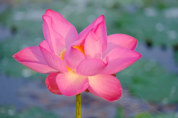 Taze pembe lotus çiçeği. Çiçek açan bir güzel pembe lotus çiçek AIS yakın odak. Pembe lotus çiçek ve sarı lotus tomurcuk içinde güneş ışığı bir su birikintisi arka plan olduğunu