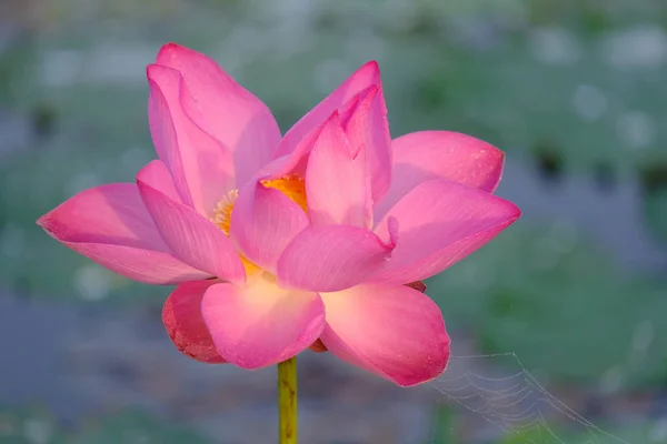 Fresh pink lotus flower. Royalty high-quality free stock image of a beautiful pink lotus flower. The background is the pink lotus flowers and yellow lotus bud in a pond. Peace scene in a countryside