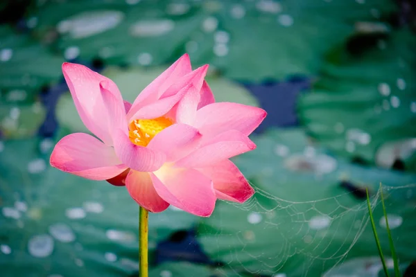 Fresh pink lotus flower. Close focus of a beautiful pink lotus flower with copy space for text or advertising. The background is a pink lotus flowers, green leaf and yellow lotus bud in a pond