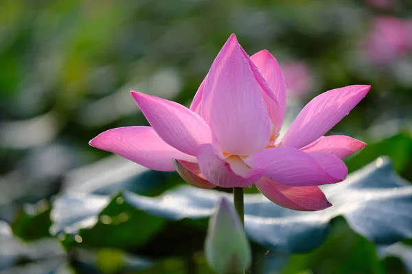 Pembe lotus çiçeği makro fotoğraf. Metin veya reklam için kopya alanı ile bir güzel pembe lotus çiçeği fotoğrafı kapatın. Pembe lotus çiçek ve sarı lotus tomurcuk içinde bir su birikintisi arka plan olduğunu