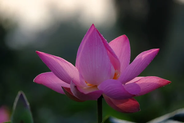 Fresh pink lotus flower. Close focus of a beautiful pink lotus flower with copy space for text or advertising. The background is a pink lotus flowers, green leaf and yellow lotus bud in a pond