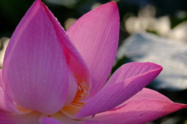 Свежий Розовый Цветок Лотоса Закрыть Фокус Красивого Розового Цветка Лотоса — стоковое фото