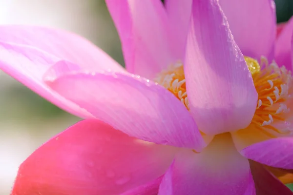 Macro photo of pink lotus flower. Close up photo of a beautiful pink lotus flower with copy space for text or advertising. The background is the pink lotus flowers and yellow lotus bud in a pond