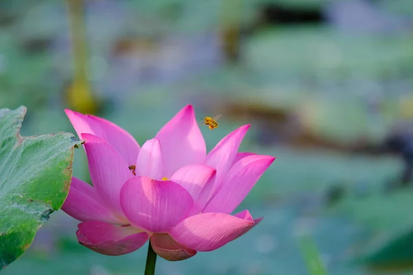 Verse Roze Lotusbloem Nauwe Focus Van Een Mooie Roze Lotusbloem — Stockfoto