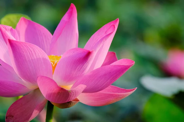 Fresh pink lotus flower. Close focus of a beautiful pink lotus flower ais blooming. The background is the pink lotus flowers and yellow lotus bud in a pond in sunshine