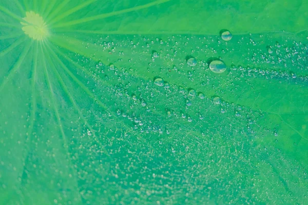 Gotas Água Fundo Folha Lótus Verde Royalty Imagem Estoque Alta — Fotografia de Stock