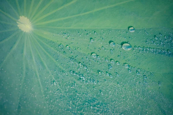 Water drops on green lotus leaf background. Royalty high quality stock image of dew, water drops and green lotus leaves background after raining in the morning. Blurry background of with copy space