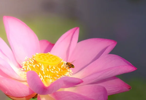 Roze Lotusbloem Met Honingbij Sluit Focus Van Een Mooie Roze — Stockfoto