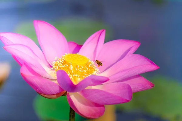Pink lotus flower with honey bee. Close focus of a beautiful pink lotus flower with bee collecting honey from the pistil. The background is a pink lotus flowers, green leaf and yellow lotus bud in a pond