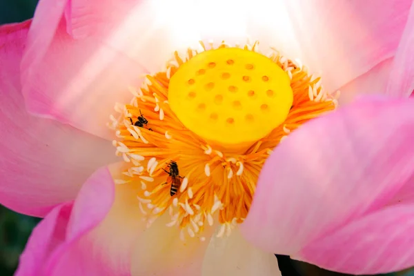 Pink lotus flower with honey bee. Close focus of a beautiful pink lotus flower with bee collecting honey from the pistil. The background is a pink lotus flowers, green leaf and yellow lotus bud in a pond