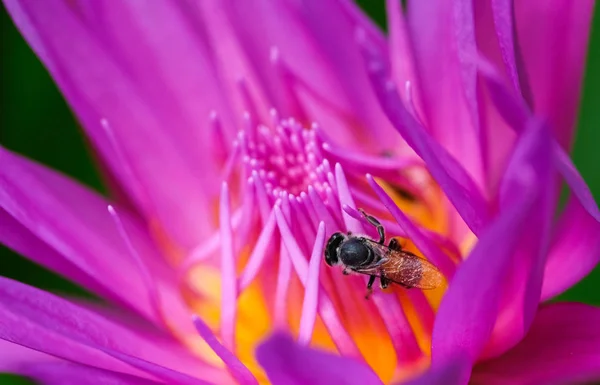 Prachtige Waterlily Bee Royalty Hoge Kwaliteit Gratis Stock Beeld Van — Stockfoto