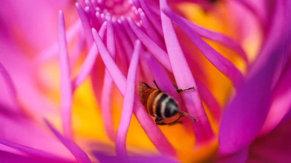 Prachtige Waterlily Bee Royalty Hoge Kwaliteit Gratis Stock Beeld Van — Stockfoto