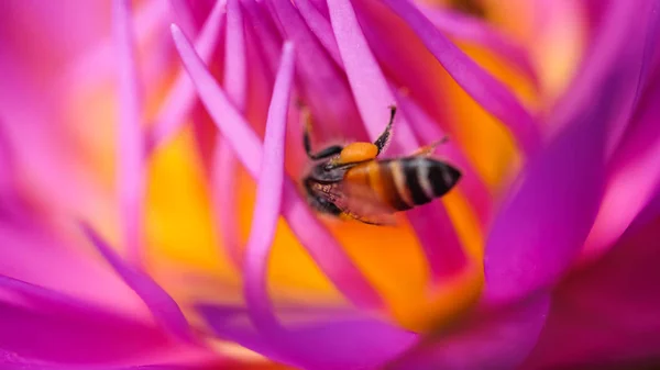 Prachtige Waterlily Bee Royalty Hoge Kwaliteit Gratis Stock Beeld Van — Stockfoto