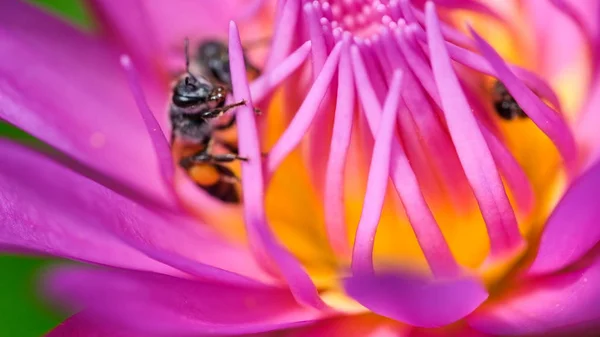 Prachtige Waterlily Bee Royalty Hoge Kwaliteit Gratis Stock Beeld Van — Stockfoto