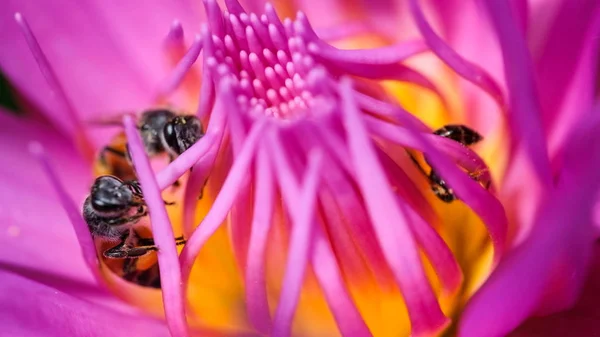 Prachtige Waterlily Bee Royalty Hoge Kwaliteit Gratis Stock Beeld Van — Stockfoto