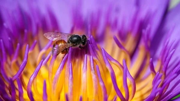 Pink lotus flower with honey bee. Close focus of a beautiful pink lotus flower with bee collecting honey from the pistil. The background is a pink lotus flowers, green leaf and yellow lotus bud in a pond