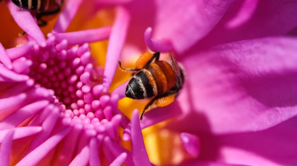 Prachtige Waterlily Bee Royalty Hoge Kwaliteit Gratis Stock Beeld Van — Stockfoto