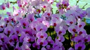 Güzel pembe orkide çiçek (Phalaenopsis). Lisanslı yüksek kaliteli ücretsiz stok görüntüleri taze Pembe orkide çiçek ağaç çiçeği doğada var. Portre odak multi renk tropikal orkide çiçek Bahçe