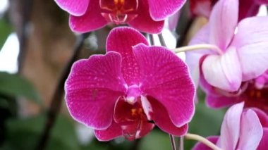 Güzel pembe orkide çiçek (Phalaenopsis). Lisanslı yüksek kaliteli ücretsiz stok görüntüleri taze Pembe orkide çiçek ağaç çiçeği doğada var. Portre odak multi renk tropikal orkide çiçek Bahçe