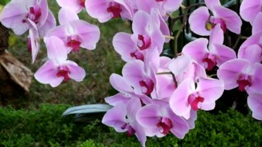 Güzel pembe orkide çiçek (Phalaenopsis). Lisanslı yüksek kaliteli ücretsiz stok görüntüleri taze Pembe orkide çiçek ağaç çiçeği doğada var. Portre odak multi renk tropikal orkide çiçek Bahçe