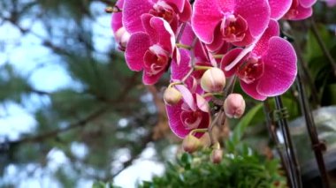 Güzel pembe orkide çiçek (Phalaenopsis). Lisanslı yüksek kaliteli ücretsiz stok görüntüleri taze Pembe orkide çiçek ağaç çiçeği doğada var. Portre odak multi renk tropikal orkide çiçek Bahçe