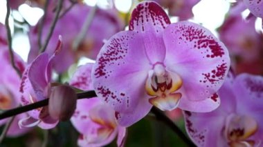Güzel pembe orkide çiçek (Phalaenopsis). Lisanslı yüksek kaliteli ücretsiz stok görüntüleri taze Pembe orkide çiçek ağaç çiçeği doğada var. Portre odak multi renk tropikal orkide çiçek Bahçe
