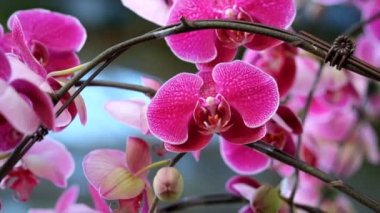 Güzel pembe orkide çiçek (Phalaenopsis). Lisanslı yüksek kaliteli ücretsiz stok görüntüleri taze Pembe orkide çiçek ağaç çiçeği doğada var. Portre odak multi renk tropikal orkide çiçek Bahçe