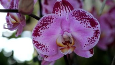 Güzel pembe orkide çiçek (Phalaenopsis). Lisanslı yüksek kaliteli ücretsiz stok görüntüleri taze Pembe orkide çiçek ağaç çiçeği doğada var. Portre odak multi renk tropikal orkide çiçek Bahçe