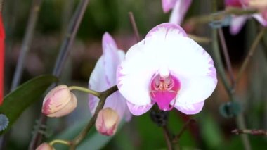 Güzel pembe orkide çiçek (Phalaenopsis). Lisanslı yüksek kaliteli ücretsiz stok görüntüleri taze Pembe orkide çiçek ağaç çiçeği doğada var. Portre odak multi renk tropikal orkide çiçek Bahçe