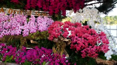Güzel pembe orkide çiçek (Phalaenopsis). Lisanslı yüksek kaliteli ücretsiz stok görüntüleri taze Pembe orkide çiçek ağaç çiçeği doğada var. Portre odak multi renk tropikal orkide çiçek Bahçe