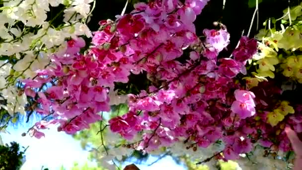 美しいピンク胡蝶蘭 コチョウラン ロイヤリティ高品質無料映像は新鮮なピンクの蘭の花の木の自然に花が咲く クローズ アップ フォーカス マルチ カラー熱帯蘭の花の庭 — ストック動画