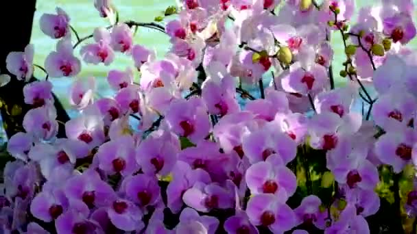 Όμορφο Ροζ Ορχιδέα Λουλούδι Phalaenopsis Μέλη Βασσιλικής Οικογένειας Υψηλής Ποιότητας — Αρχείο Βίντεο