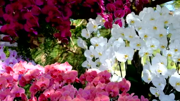 Розовый Цветок Орхидеи Phalaenopsis Роялти Высокого Качества Бесплатные Кадры Запасов — стоковое видео
