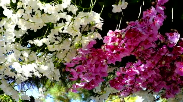 美丽的粉红色兰花花 蝴蝶兰 皇家高品质的免费股票影片新鲜的粉红色兰花花树是开花的性质 特写聚焦多色热带兰花花卉花园 — 图库视频影像