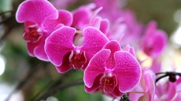 schöne rosa Orchideenblüte (phalaenopsis). Lizenzgebühren hohe Qualität kostenlos Stock Footage von frisch rosa Orchidee Blume Baum ist in der Natur blühen. Nahaufnahme Fokus mehrfarbige tropische Orchideenblume im Garten