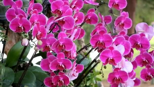 Mooie Roze Orchidee Bloem Phalaenopsis Royalty Hoge Kwaliteit Gratis Beeldmateriaal — Stockvideo